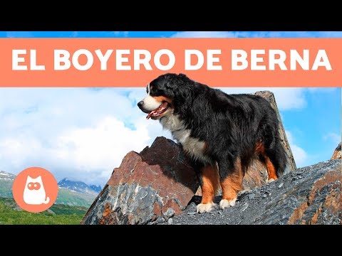 Bavarian Mountain Hound: Descubre todo sobre esta raza de perro