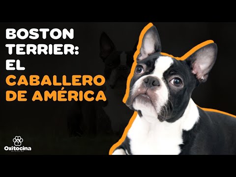 Descubre todo sobre el American Boston Bull Terrier: Características y Cuidados
